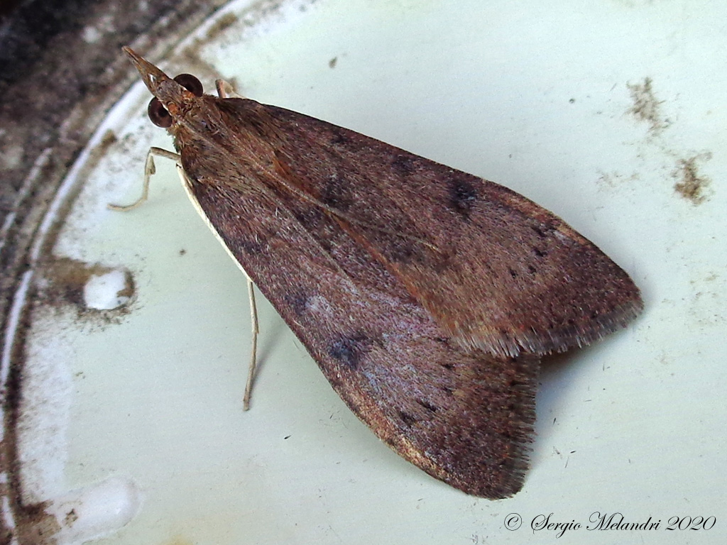 Falena 2 da ID - Uresiphita gilvata
